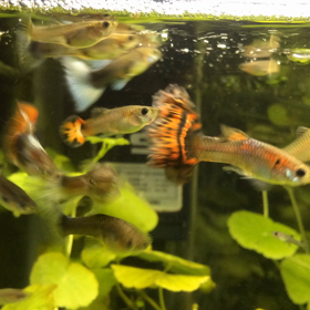 すきなものの画像