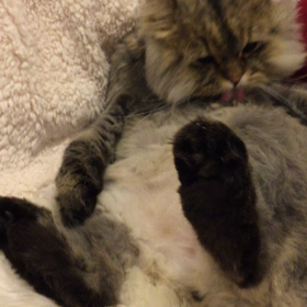 春だから挑戦の画像