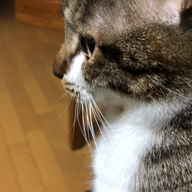 マリーが狙う先住猫デール…猫動画の画像