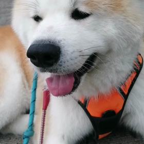 今朝の未来丸朝散歩はグダグダのんびり散歩でした。まあこういう時もあるんです。途中小学一年生のの画像