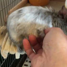 ビデオ二本立ての画像