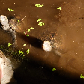 最終防衛ラインの画像