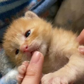 アレルギーの季節の画像