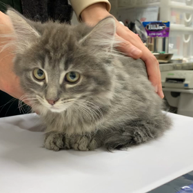 ワクチン接種２回目終了しています。の画像