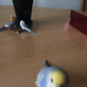 ぴぃさんご機嫌（＾Ｏ＾☆♪の画像