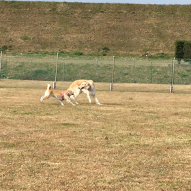 アメリカンスピリッツの画像