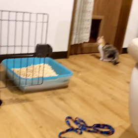 ヤンチャの画像