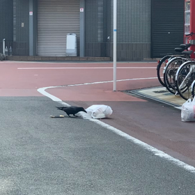 最近、マンション下のゴミが荒らされ過ぎてる⁈∑(ﾟДﾟ)誰？人間？猫？の画像