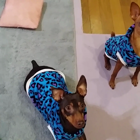 ヒマチンの危険&食べ方の画像