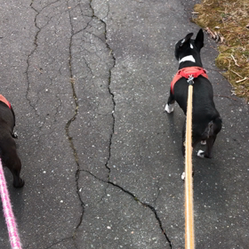 テクテクの画像