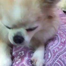 音声(^o^) リョウガの画像