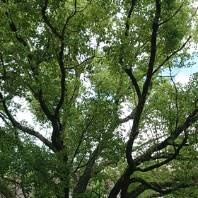 夏の象徴？・2022年 7月 25日の画像