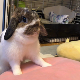 ビデオが回るとの画像