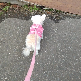 早い回復でしたの画像