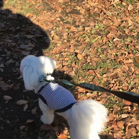 ♪お散歩動画♪代々木公園♪の画像