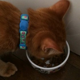 珀ちゃんも復活！の画像