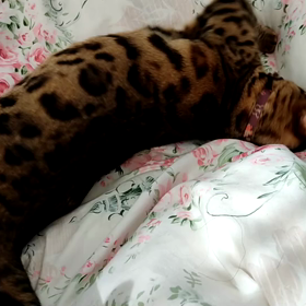 2021/01/31　三匹の猫　ベンガルのミーちゃん　猫との生活　猫とお花とヒコーキの画像