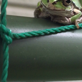 今日のカエルさんの画像