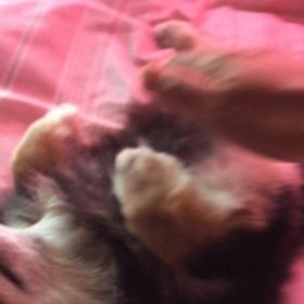 甘えるラッキーの画像