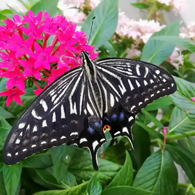 アゲハ蝶(ナミアゲハ蝶)の羽化後のトレーニング動画の画像