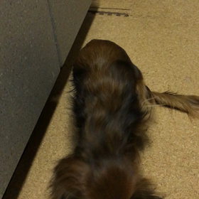 今週のマロンと最近出来るようになったことの画像