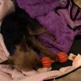 知育玩具の画像