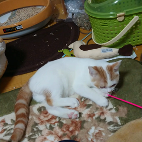 朝から運動会の画像