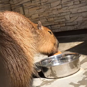 カピバラのゲンくんの画像