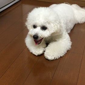 よなよなうんどうかい。の画像