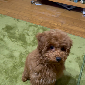 タッチ覚えましたの画像