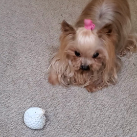 勢いはいいですがの画像