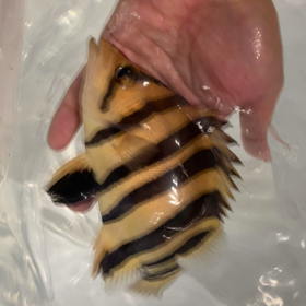 発送ラッシュ！大盛況です！の画像