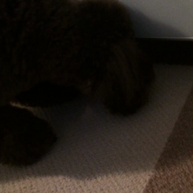 とれない、、。の画像