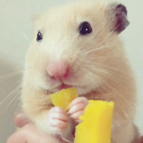 かぼちゃを食べるへけ太郎の画像