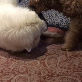 返して〜の画像