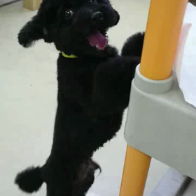 センターモデル犬 ティーチのダンスの画像