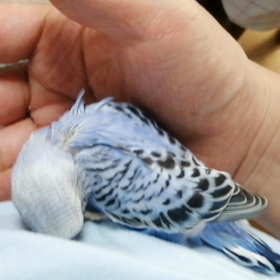 ３歳を超えました。の画像