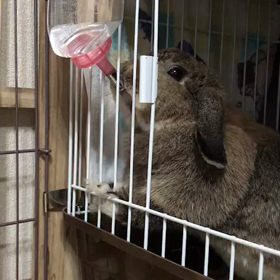 もあふりーだむ！の画像