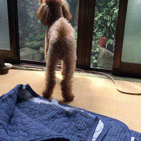 今日もちょこは元気ですの画像