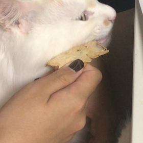 心配なシロちゃんの画像