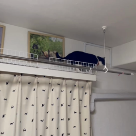 クロちゃん♀、キャットウォークデビューの画像