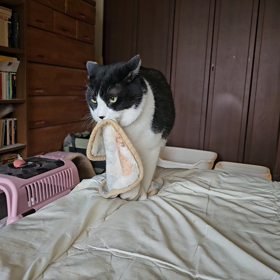 ふみふみの画像