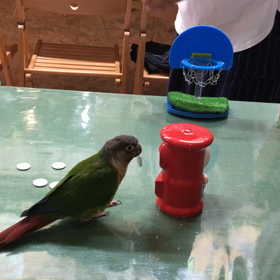 週末のお出かけに「鳥カフェ」はいかがですか？の画像
