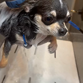 空中犬かきの画像