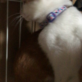 やっと馴れたね❤️の画像