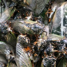 たまには違うものをの画像