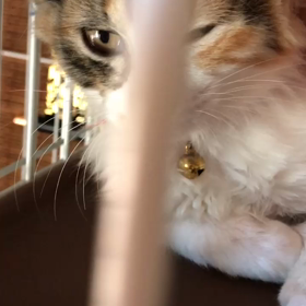 サクちゃんの画像