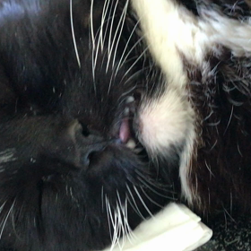 ミースケの画像