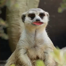 つぶやきミーアキャットの画像