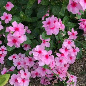 風が爽やかな朝の画像